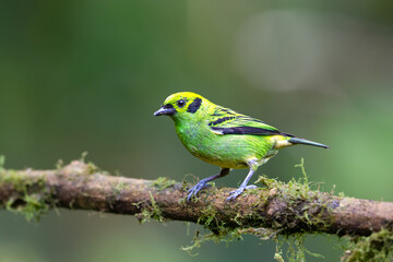 The emerald tanager, Tangara florida, is a species of bird in family Thraupidae