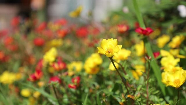 The yellow portulaca oleracea flowers are beautify,Portulaca oleracea flowers in the garden,Close up Yellow Portulaca flower.