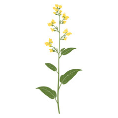 Fototapeta premium An Agrimonia wildflower clip art illustration leaves plant vector