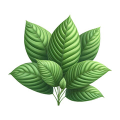 Kratom plant isolated on transparent background