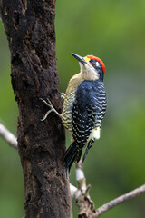 The black-cheeked woodpecker, Melanerpes pucherani, bird in subfamily Picinae