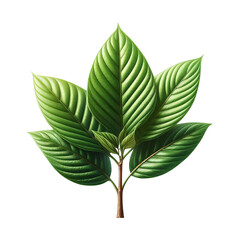 Kratom plant isolated on transparent background