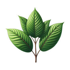 Kratom plant isolated on transparent background