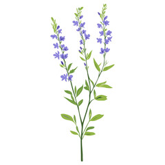 Obraz premium Wildflower flowers illustration lavender vector