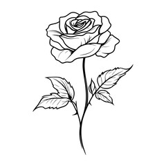 Rose flower illustration drawing sketch vector