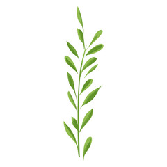 Fototapeta premium Flat vector of wild grass leaf illustration plant vector
