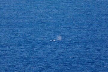 陸から見えたザトウクジラ（ナガスクジラ科）の群れが泳ぐ様子。
英名学名：Humpback Whale, Megaptera novaeangliae
観光協会主催の、バスで島を巡り、ザトウクジラを捜すホエールウォッチングバスツアー。
東京都伊豆諸島八丈島-2025年
