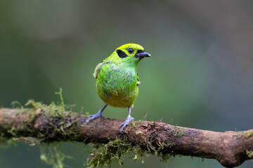 The emerald tanager, Tangara florida, is a species of bird in family Thraupidae
