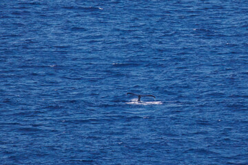 陸から見えたザトウクジラ（ナガスクジラ科）の群れが泳ぐ様子。
英名学名：Humpback Whale, Megaptera novaeangliae
観光協会主催の、バスで島を巡り、ザトウクジラを捜すホエールウォッチングバスツアー。
東京都伊豆諸島八丈島-2025年
