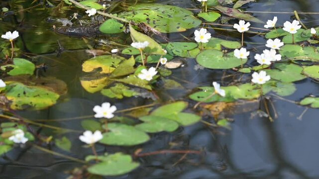 Nymphoides aquatica or banana lily. It &nbsp;is an aquatic plant in the&nbsp;Menyanthaceae. This is common names water&nbsp;banana plant, banana lily,&nbsp;and the&nbsp;big floatingheart. Slow motion video. 