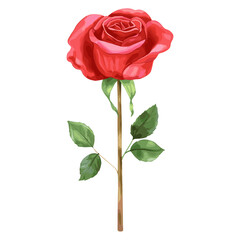 Passionate red Rose rose illustration flower vector