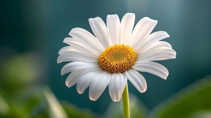 Fototapeta premium White flower with yellow centers sits in a green background. The flower is the main focus of the image, and it is in full bloom. The bright colors of the flower