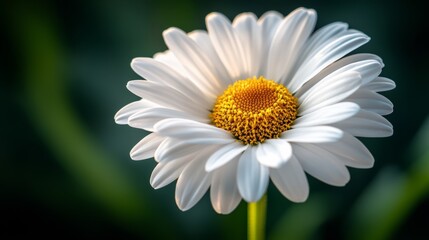 Fototapeta premium Close up of a white flower with a yellow center. The flower is in full bloom and is surrounded by green leaves. Concept of beauty and serenity, as the flower is the center of attention