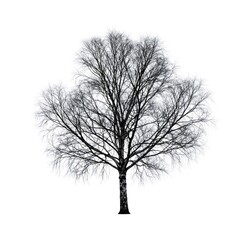 Bare birch tree standing alone against white background
