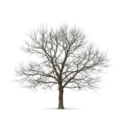 Bare tree standing tall against white background