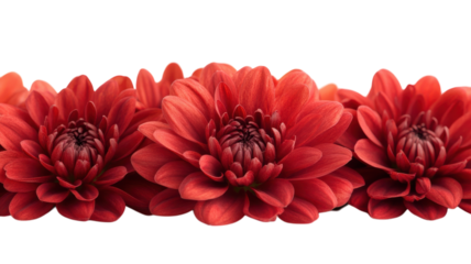 Vibrant red chrysanthemums bloom in full splendor, brightening up any space with elegance