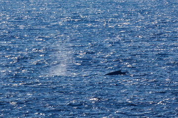 Fototapeta premium 陸から見えたザトウクジラ（ナガスクジラ科）の群れが泳ぐ様子。 英名学名：Humpback Whale, Megaptera novaeangliae 観光協会主催の、バスで島を巡り、ザトウクジラを捜すホエールウォッチングバスツアー。 東京都伊豆諸島八丈島-2025年 