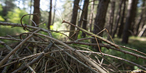 Obraz premium Stick Insect Camouflaged Among Twigs