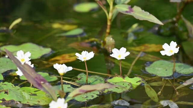 Nymphoides aquatica or banana lily. It &nbsp;is an aquatic plant in the&nbsp;Menyanthaceae. This is common names water&nbsp;banana plant, banana lily,&nbsp;and the&nbsp;big floatingheart. Slow motion video. 
