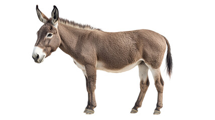 Obraz premium Majestic donkey standing gracefully in natural setting during golden hour