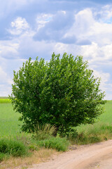 Jedno zielone drzewo rośnie na trawie przy polnej wiejskiej drodze © Paweł Kacperek