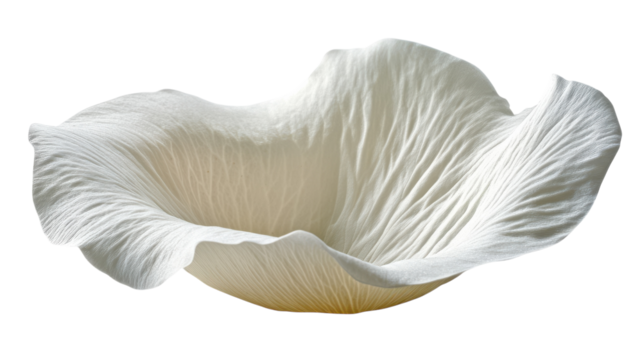 Delicate white petal unfurling gracefully under soft light in serene composition