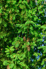 Tapeta świerk pospolity na gałęziach igliwie i wiszące szyszki © Paweł Kacperek