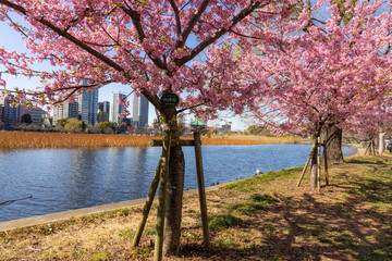 上野公園、不忍池の河津桜