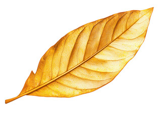A detailed, golden leaf showcasing intricate vein patterns and a vibrant color, Transparent Background.