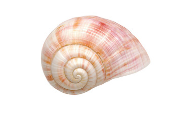 Obraz premium A beautifully spiraled shell with pink and white patterns, showcasing intricate textures and natural elegance, Transparent Background.
