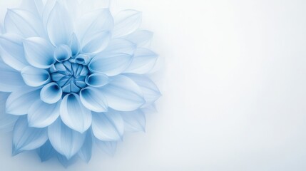 Obraz premium Serene Blue Dahlia: A Breathtaking Floral Close-up