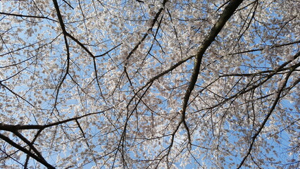 tree branches against blue sky