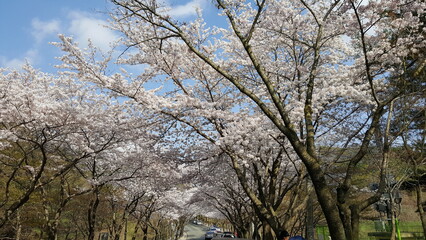Fototapeta premium trees and sky