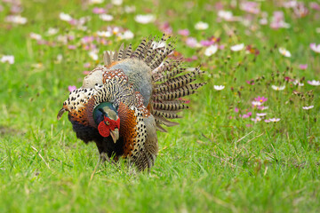 ring-necked pheasant male in courtship display