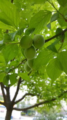 green apple tree