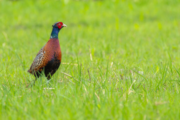 ring-necked pheasant male on a green background