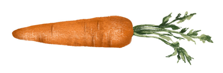 fresh carrot Hand drawn illustration on a transparent background