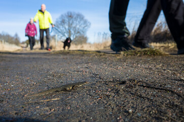 Fototapeta premium A newt crosses a trail on Björnö Island in Västerås, Sweden, while hikers walk in the background. The amphibian moves cautiously on the sunlit path, the contrast between nature and human activity