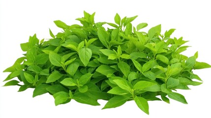 Obraz premium Lush Green Foliage: A Vibrant Display of Nature's Greenery