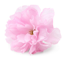 Sakura flower, cherry blossom isolated on white background. clipping path