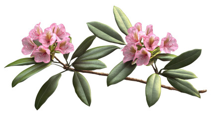 Obraz premium Rhododendron branch showing pink flowers and green leaves on transparent background