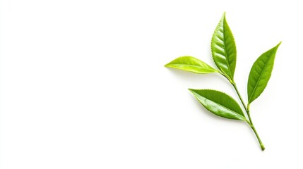 Fototapeta premium Fresh Green Tea Leaves on White Background