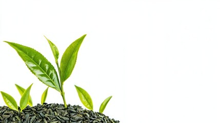 Fresh Green Tea Leaves Sprouting from Dark Green Tea Leaves