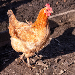 A brown hen with vibrant feathers stands in a muddy farmyard. The sunlight highlights its plumage, creating a rustic countryside scene of free-range poultry and traditional farming life.