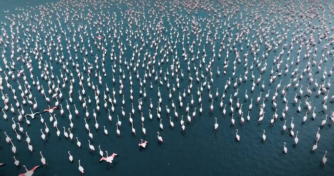 A large flock of flamingos moves over the water at Lake Eber. Some flamingos spread their wings and prepare to fly, while others continue to glide over the lake.
