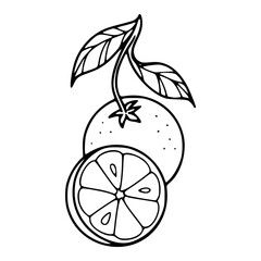 orange and slice outline vector illustration