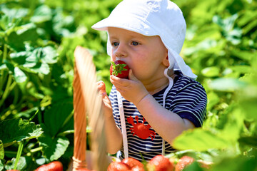 A 10-month-old baby sits in a strawberry field and eats strawberries 