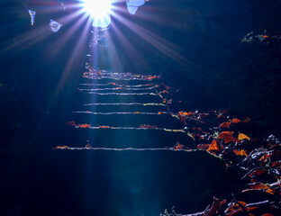 The sun rays through the foliage in the forest