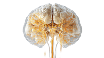 Human brain showing nervous system with transparent background