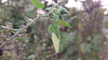 close up of a plant
